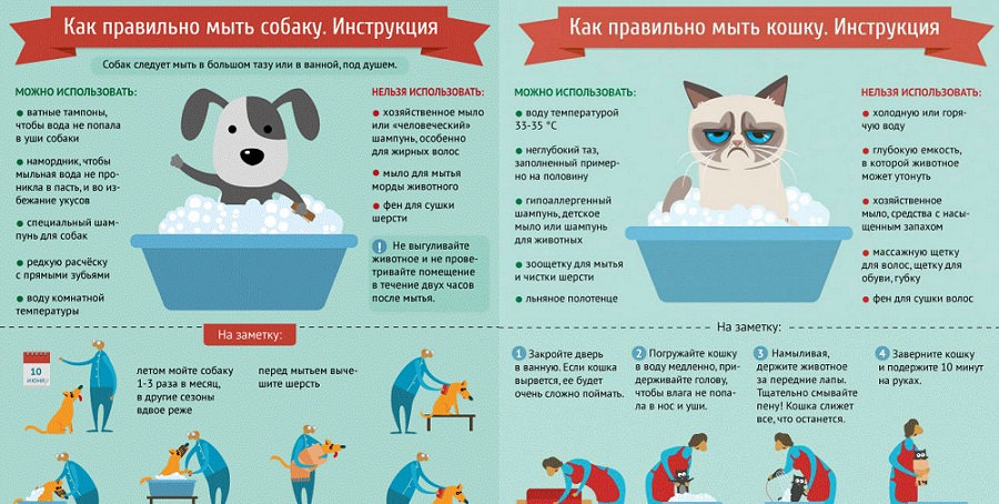 Сколько раз мыть собаку. Инструкция в инфографике. Как правильно мыть собаку. Инструкция как мыть собаку. Инфографика кошки.
